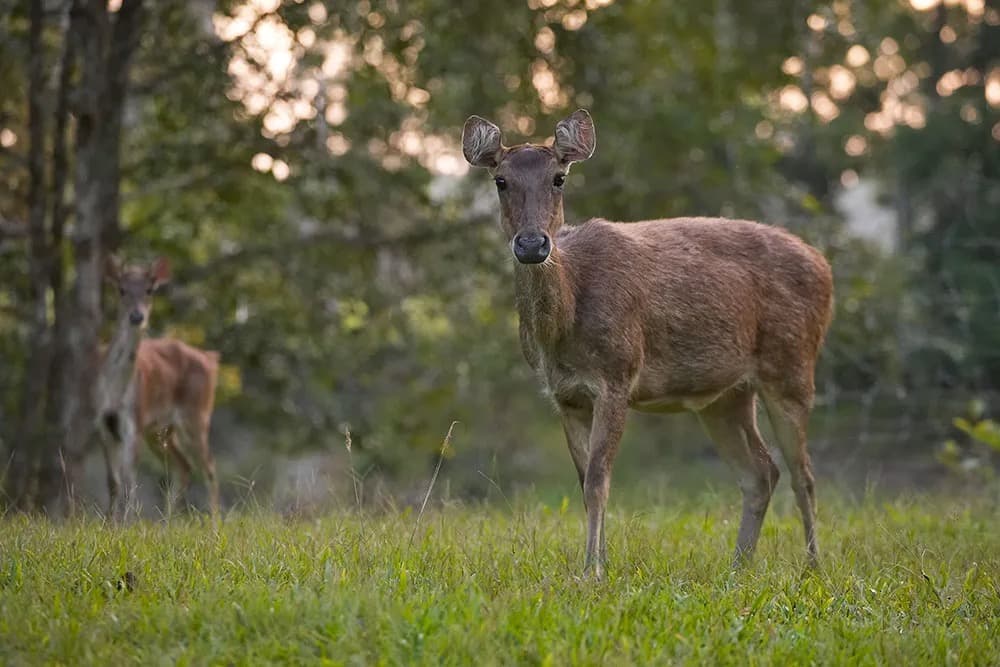 Bensbach Wildlife Lodge — photo 4