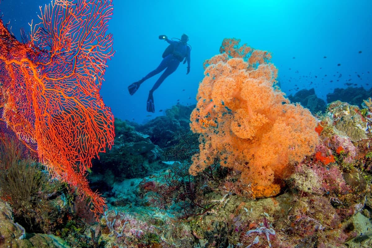Dive Gizo & Adventure Sports — photo 4