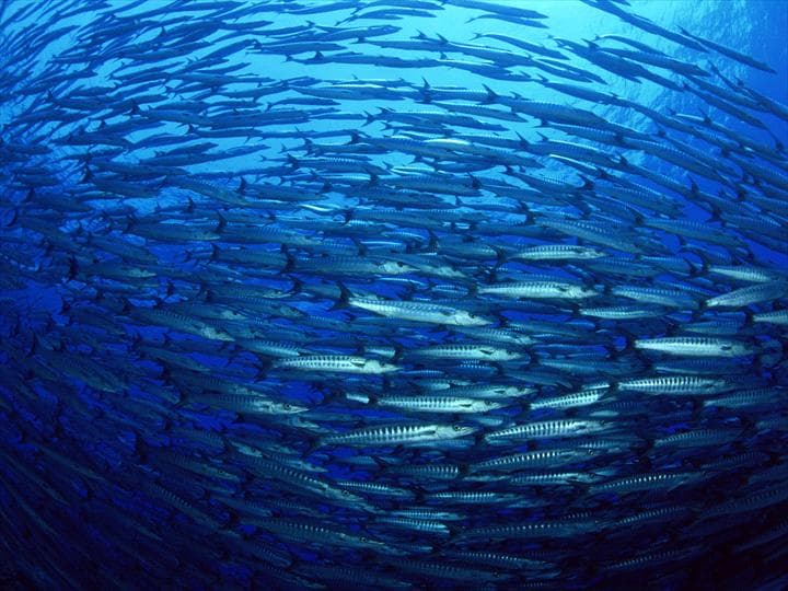 Dive Munda — photo 5